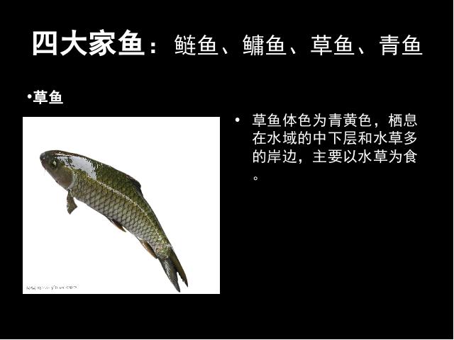 初二上册生物5.1.4鱼PPT教学自制课件(生物)第9页