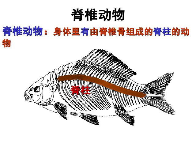初二上册生物生物5.1.4鱼优质课第3页