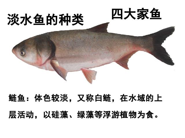 初二上册生物生物5.1.4鱼优质课第7页