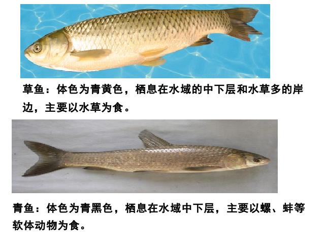 初二上册生物生物5.1.4鱼优质课第9页