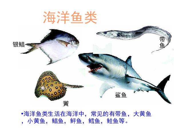 初二上册生物生物5.1.4鱼优秀获奖第10页