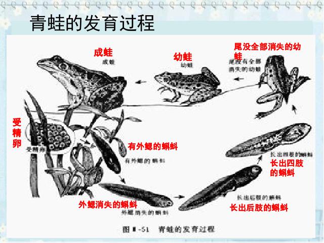 初二上册生物5.1.5两栖动物和爬行动物生物公开课第3页