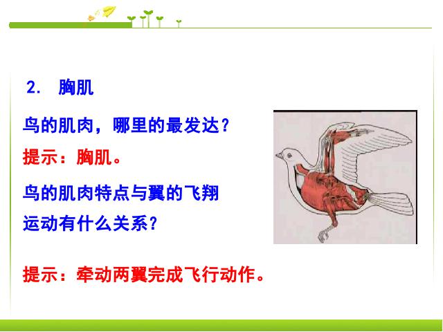 初二上册生物5.1.6鸟生物公开课第8页