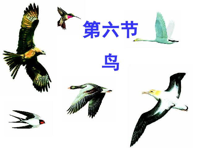 初二上册生物生物5.1.6鸟优质课ppt课件下载第1页