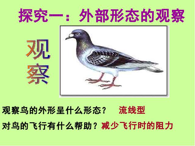 初二上册生物5.1.6鸟PPT教学自制课件(生物)第5页