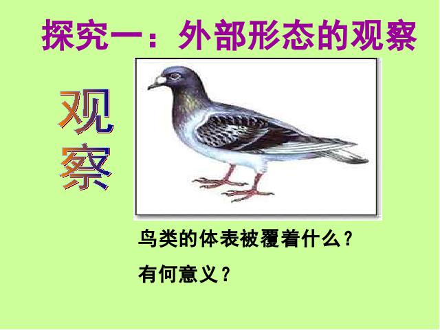 初二上册生物5.1.6鸟PPT教学自制课件(生物)第6页
