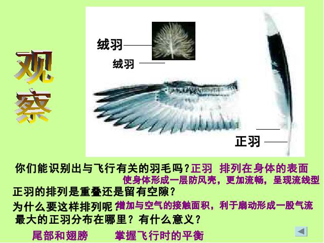初二上册生物5.1.6鸟PPT教学自制课件(生物)第7页