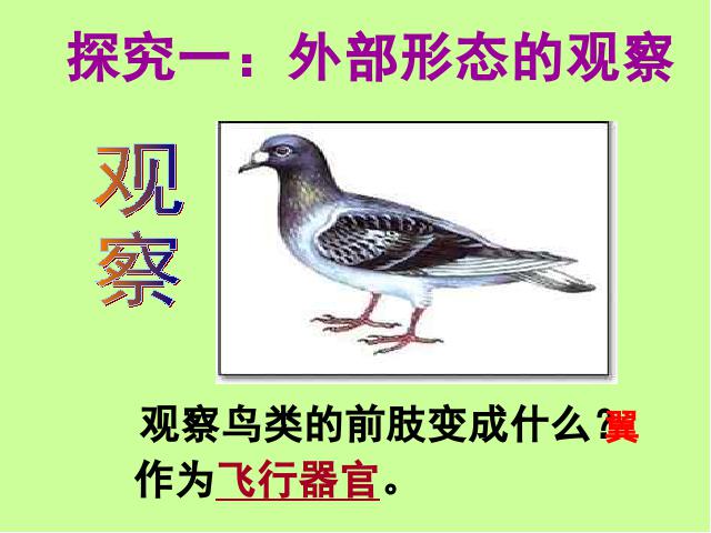 初二上册生物5.1.6鸟PPT教学自制课件(生物)第8页
