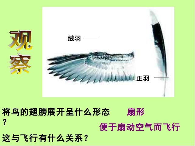 初二上册生物5.1.6鸟PPT教学自制课件(生物)第9页