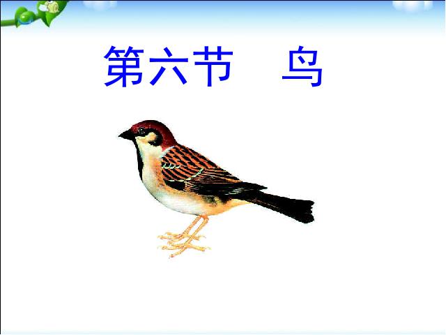 初二上册生物生物5.1.6鸟ppt比赛获奖教学课件第1页