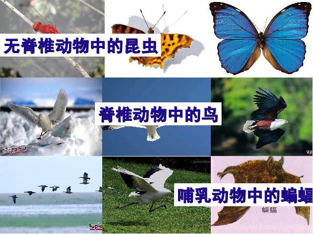 初二上册生物生物5.1.6鸟ppt比赛获奖教学课件第3页