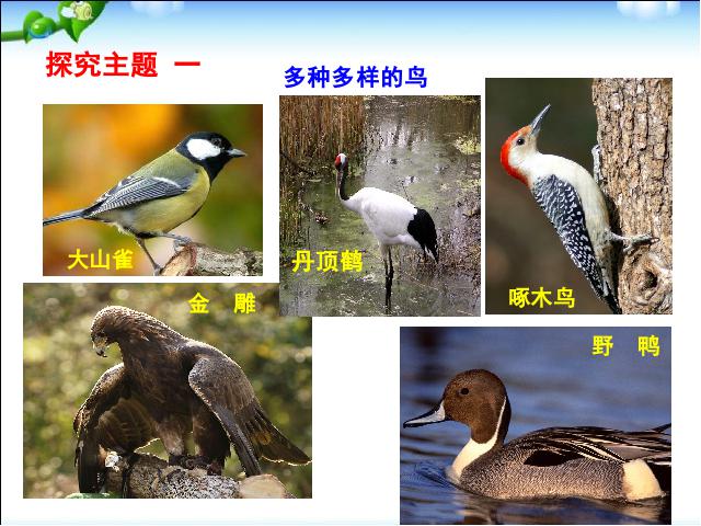 初二上册生物生物5.1.6鸟ppt比赛获奖教学课件第5页
