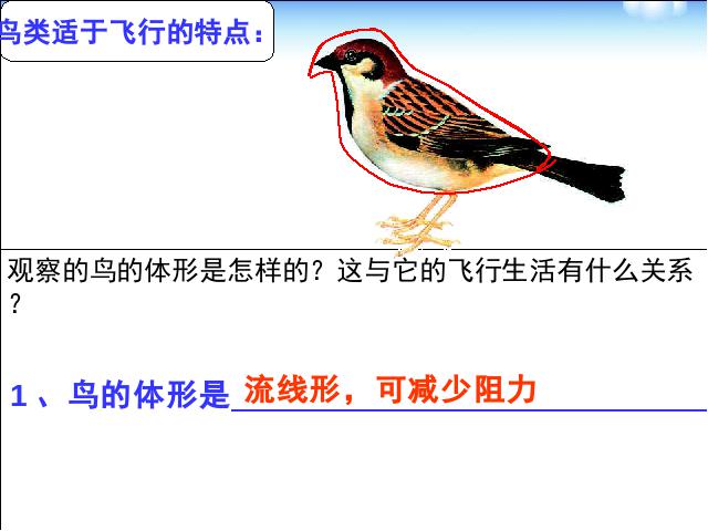 初二上册生物生物5.1.6鸟ppt比赛获奖教学课件第8页