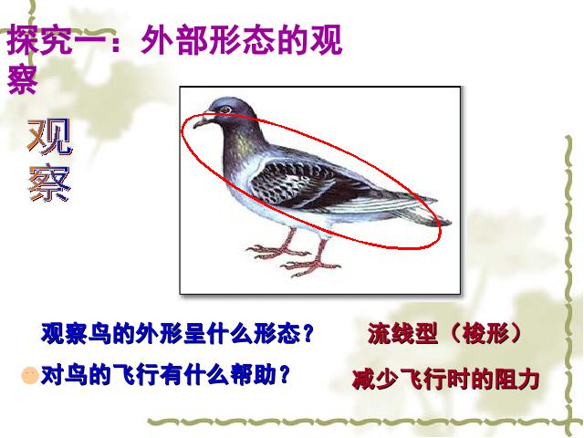 初二上册生物生物5.1.6鸟ppt原创课件（）第9页