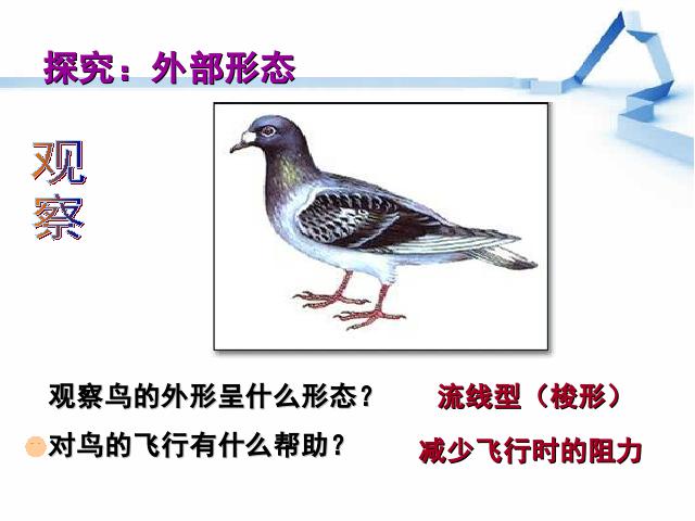 初二上册生物生物5.1.6鸟上课下载第10页