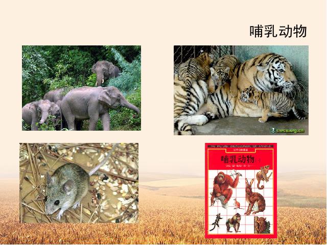 初二上册生物5.1.7哺乳动物生物公开课第2页