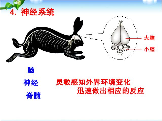 初二上册生物生物5.1.7哺乳动物精品第9页