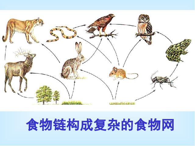 初二上册生物生物5.3动物在生物圈中的作用优质课ppt课件下载第6页