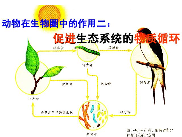 初二上册生物5.3动物在生物圈中的作用生物公开课第8页