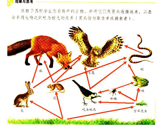 初二上册生物5.3动物在生物圈中的作用生物公开课第9页