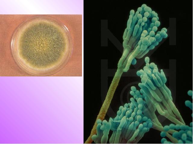 初二上册生物5.4.1细菌和真菌的分布生物公开课第4页