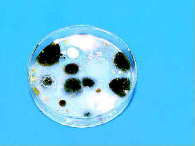 初二上册生物5.4.1细菌和真菌的分布生物公开课第6页