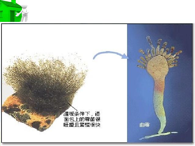 初二上册生物生物5.4.1细菌和真菌的分布优质课ppt课件下载第5页