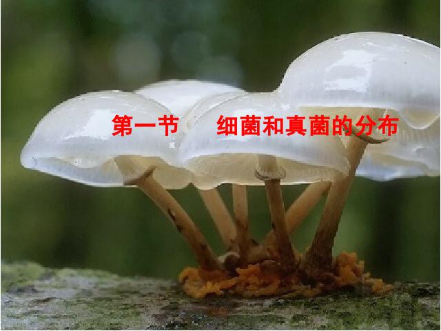 初二上册生物生物5.4.1细菌和真菌的分布优质课第1页