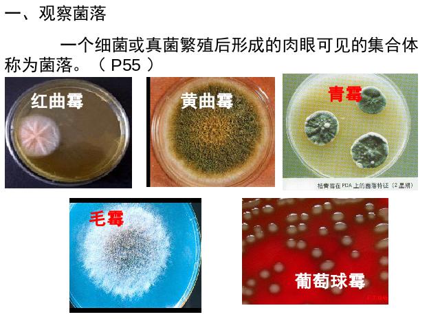 初二上册生物生物5.4.1细菌和真菌的分布优质课第4页