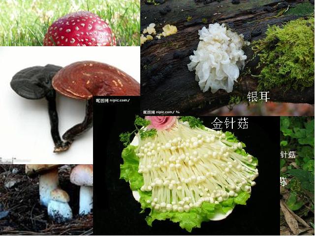 初二上册生物5.4.1细菌和真菌的分布PPT教学自制课件(生物)第4页