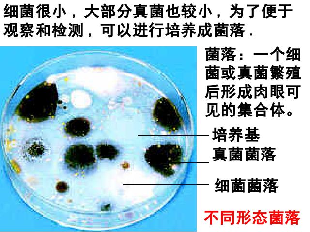 初二上册生物5.4.1细菌和真菌的分布PPT教学自制课件(生物)第9页