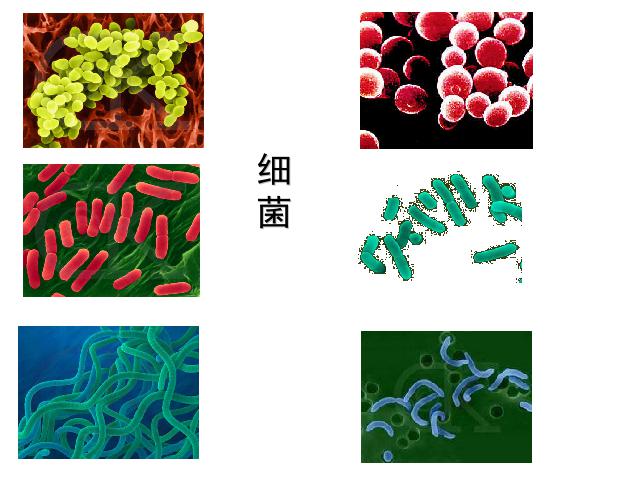 初二上册生物生物5.4.1细菌和真菌的分布优秀获奖第1页