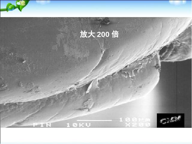 初二上册生物生物5.4.1细菌和真菌的分布ppt比赛获奖教学课件第10页