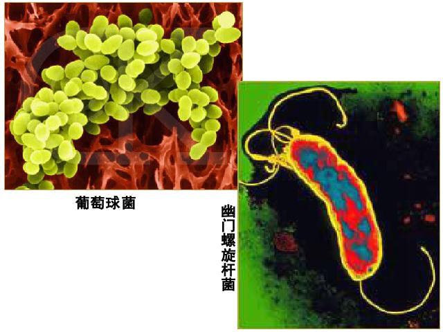 初二上册生物生物5.4.2细菌优质课第5页