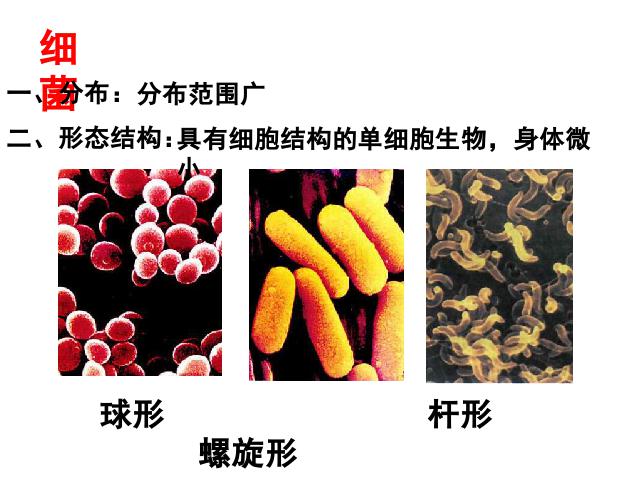 初二上册生物生物5.4.2细菌优质课第7页