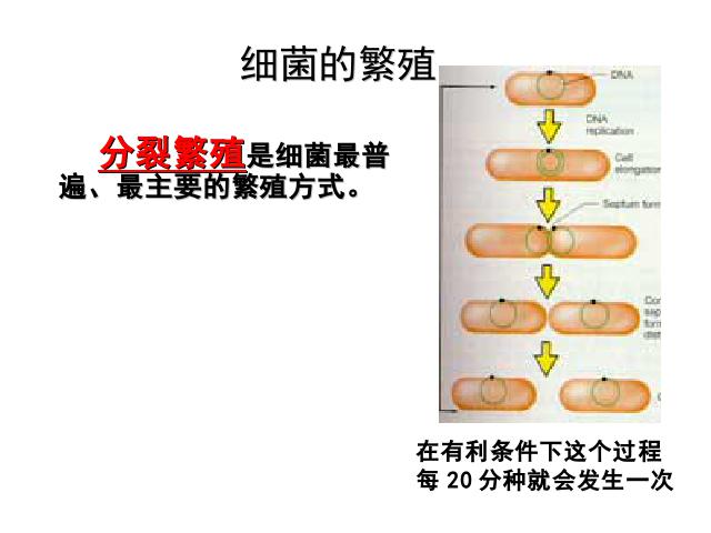 初二上册生物生物5.4.2细菌优质课第8页