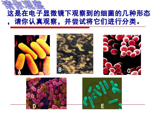 初二上册生物5.4.2细菌生物公开课第10页