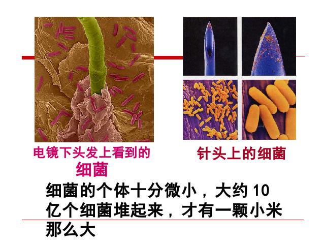 初二上册生物5.4.2细菌生物公开课第9页