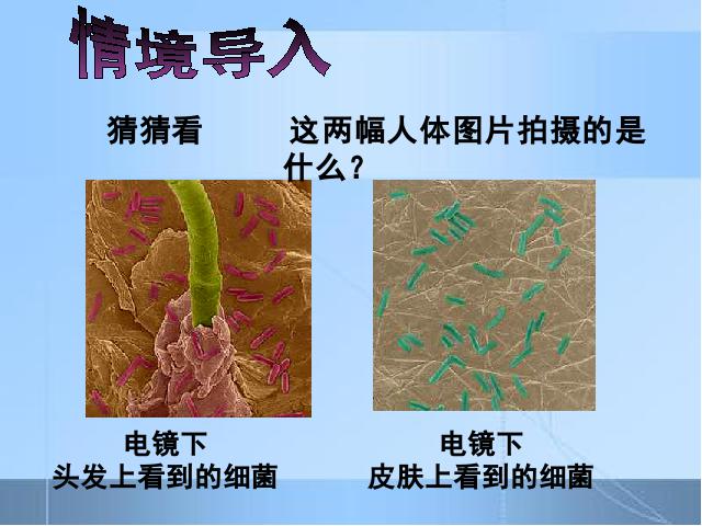 初二上册生物生物5.4.2细菌ppt比赛获奖教学课件第2页