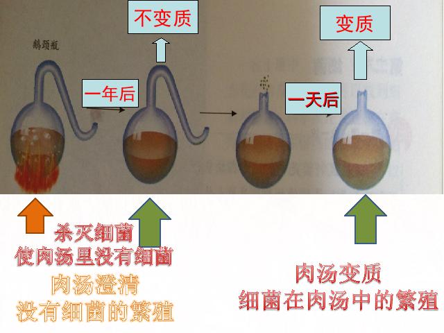 初二上册生物生物5.4.2细菌ppt比赛获奖教学课件第9页