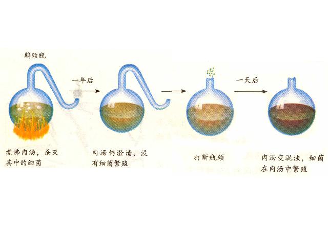 初二上册生物生物5.4.2细菌精品第5页