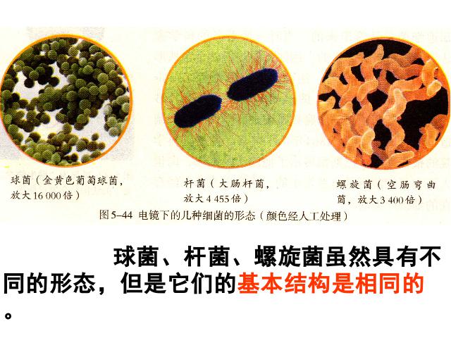 初二上册生物生物5.4.2细菌精品第8页