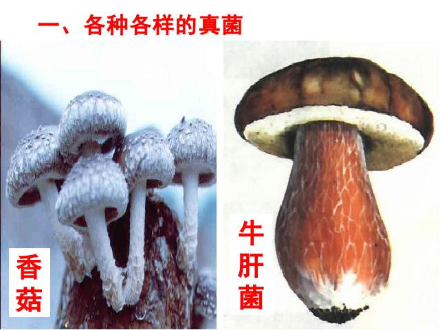 初二上册生物生物公开课ppt5.4.3真菌课件第3页