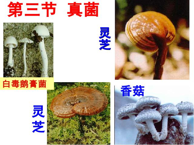 初二上册生物生物5.4.3真菌ppt原创课件（）第1页