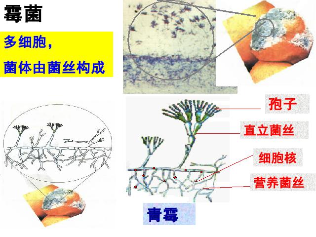 初二上册生物生物5.4.3真菌ppt原创课件（）第7页