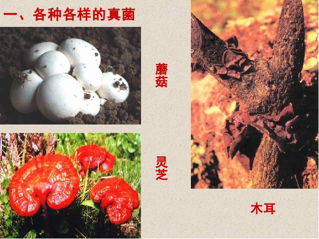 初二上册生物生物5.4.3真菌优秀获奖第2页