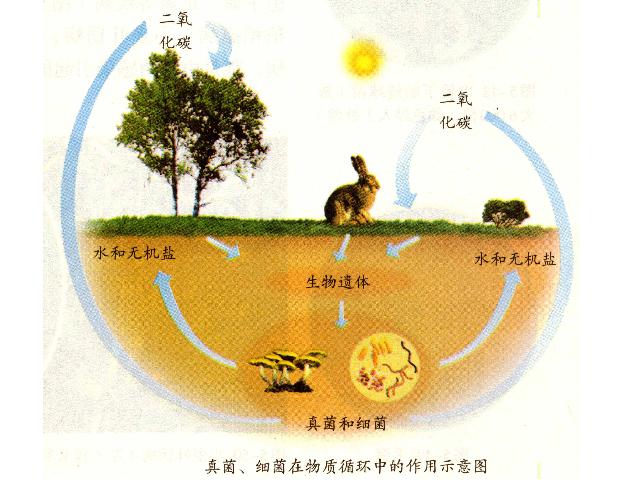 初二上册生物生物公开课ppt5.4.4细菌和真菌在自然界中的作用课件第5页