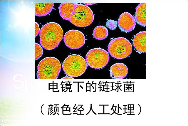 初二上册生物细菌和真菌在自然界中的作用PPT教学自制课件(生物)第10页