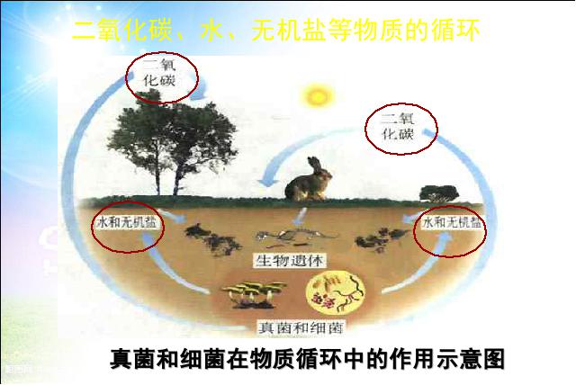 初二上册生物细菌和真菌在自然界中的作用PPT教学自制课件(生物)第8页