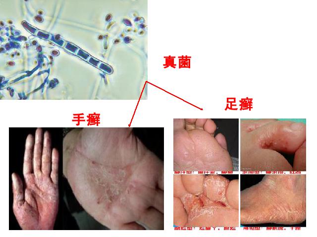 初二上册生物生物5.4.4细菌和真菌在自然界中的作用上课下载第8页